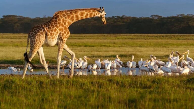 2 Day Tour Lake Nakuru, Hell' s Gate & Lake Naivasha - The Second Day: Hells Gate and Lake Naivasha’s Wildlife
