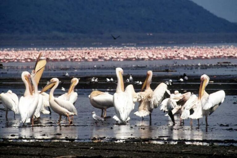 2 Day tour to Lake Nakuru and Lake Naivasha Boat Ride - The Value of This Tour