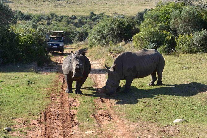 2 Day Wild Heart Western Cape Safari Tour with Private Transfers - Frequently Asked Questions