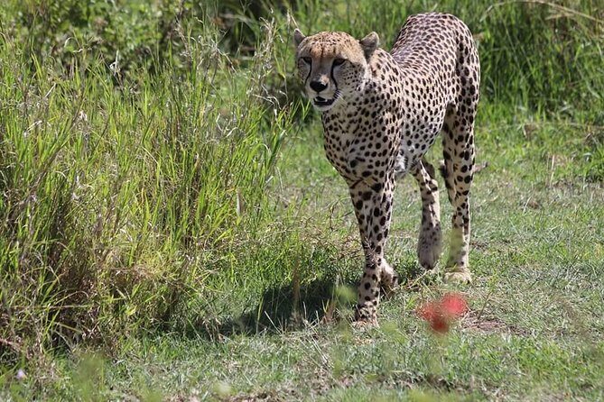 2 Days / 1 Night Tanzania Safari Tour - Day 2: The Ngorongoro Crater