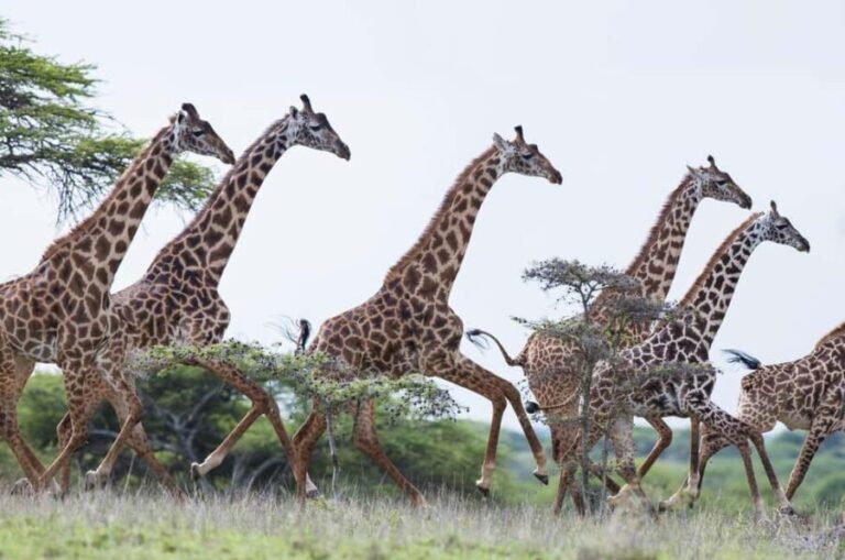 2 Days Amboseli Express Luxury Sopa Safari Package - Frequently Asked Questions (FAQs)