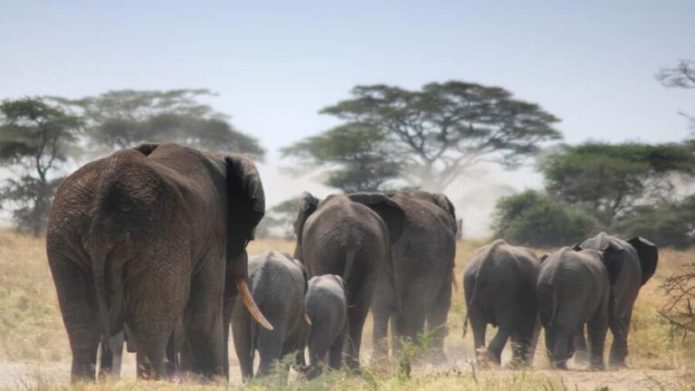 2 Days Amboseli National Park Safari Tour - Who Is This Tour Best For?