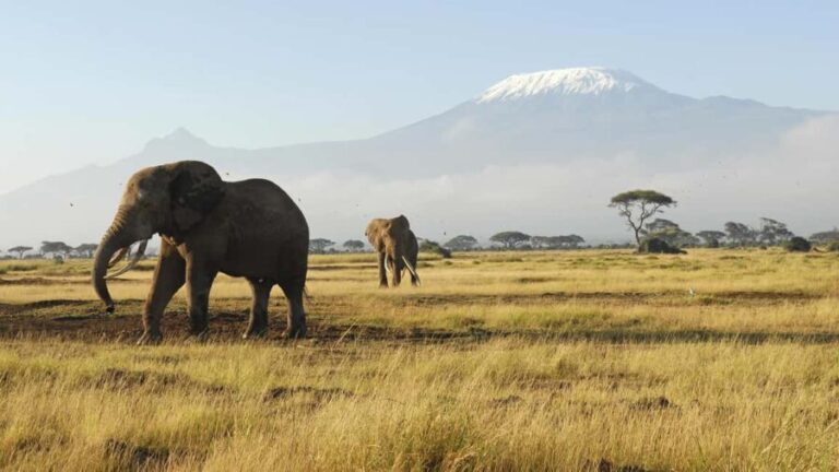 2 Days Group tour to Amboseli Using Landcruiser 4x4 Jeep - Detailed Breakdown of What You Gain