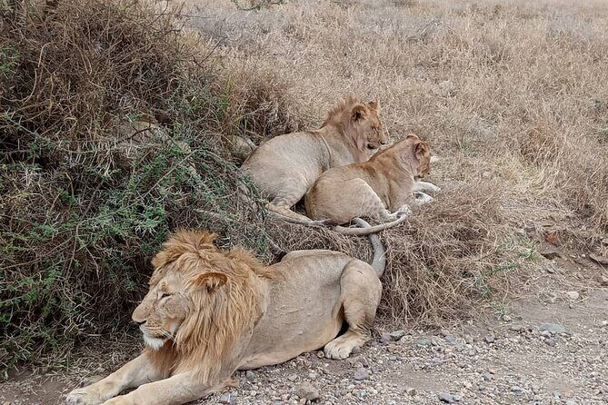 2 Days Lodge Safari Tarangire & Ngorongoro Crater - Authentic Experiences and Honest Feedback