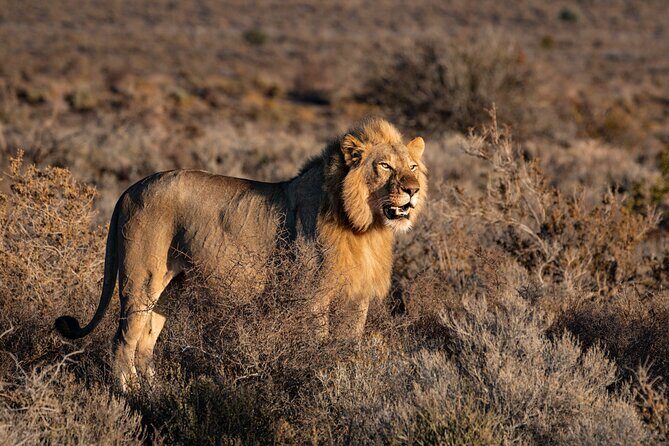 2 Days Mid Range Private Safari in Tarangire and Ngorongoro - The Practical Side: What to Expect
