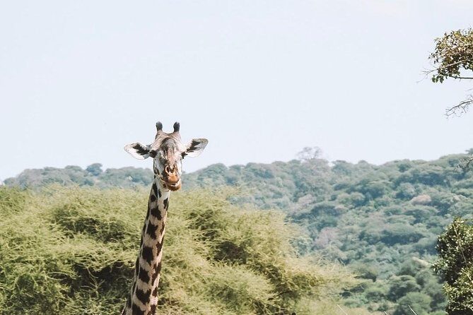 2 days Mid Range Safari in Ngorongoro and Tarangire Big 5 Parks - Analyzing the Value and Practical Aspects