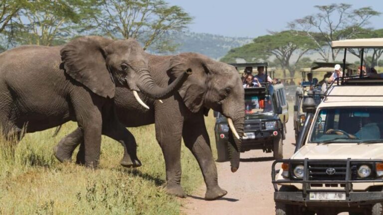 2 Days Private Midrange Safari from Nairobi - A Closer Look: The Itinerary and What You Can Expect