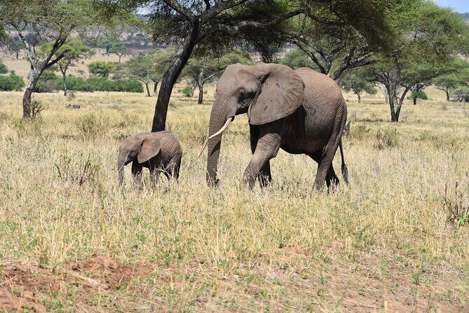 2-Days Private The Ultimate Tanzania Safari Tour - What Does This Tour Mean for You?