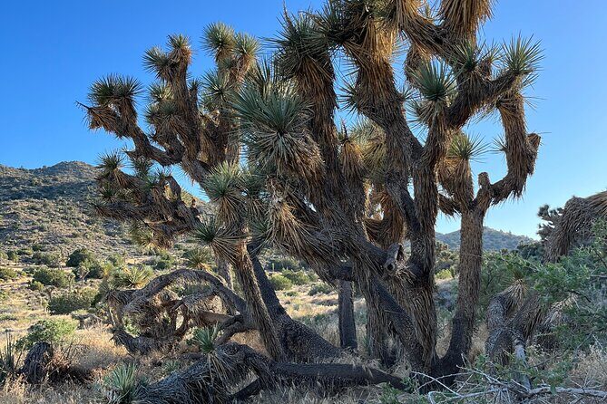 2-days Private Tour to Joshua Tree National Park from Los Angeles - Final Thoughts: Is It Worth It?
