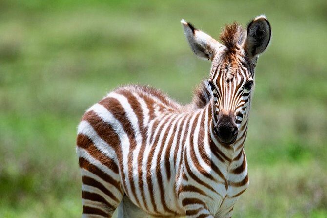 2 days quick trip to Mikumi National park - Exploring Mikumi in Two Days: The Full Breakdown