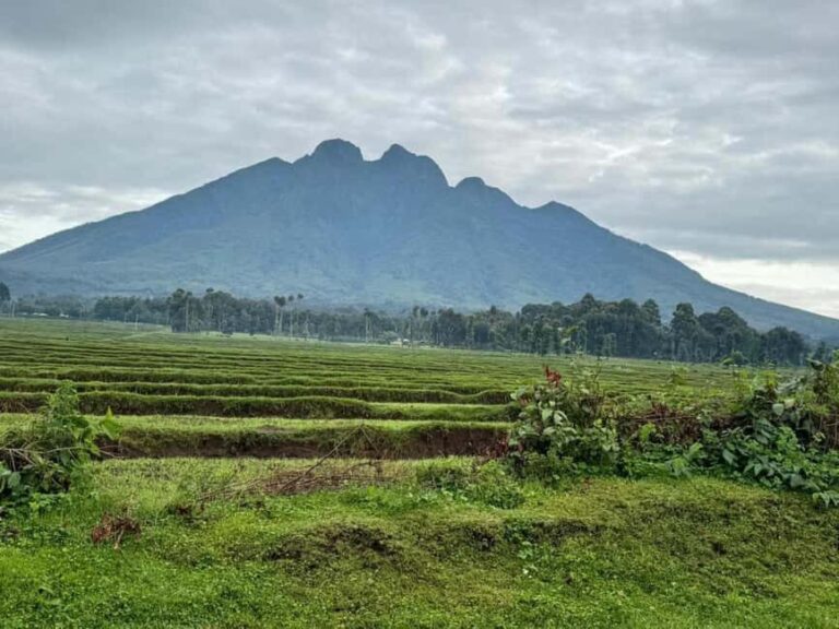 2 Days Rwanda Gorilla safaris and culture tour experience. - What Travelers Say