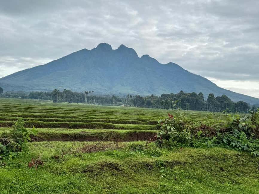 2 Days Rwanda Gorilla safaris and culture tour experience. - What Travelers Say