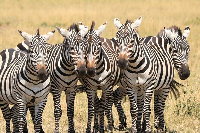 2 Days Safari to Tarangire & Lake Manyara - Who Will Love This Tour?