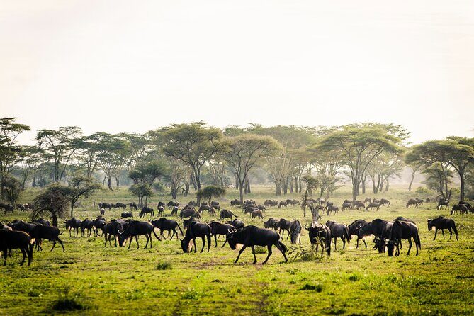 2 Days Safari Tour in Tarangire and Ngorongoro Crater - What This Tour Means for You as a Traveler