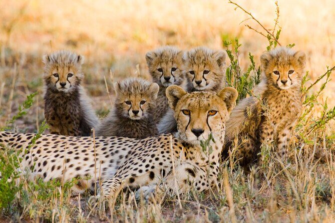 2-Days Safari Tour in Tarangire & Ngorongoro Crater - What This Tour Means for You