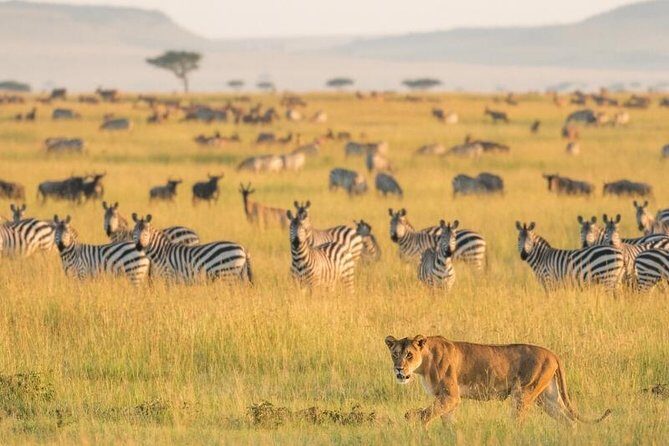 2 Days Selous Game Reserve Safari from Zanzibar or Dar es salaam - The Practicalities and Value