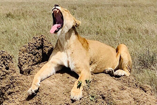 2- Days Tanzania Private (Budget) Safari - Final Thoughts