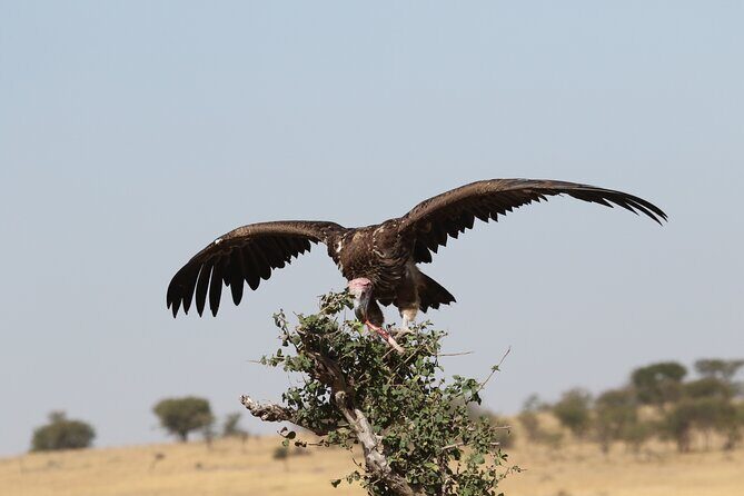 2 Days Tarangire and Ngorongoro Group Camping Safari - Who Should Consider This Safari?