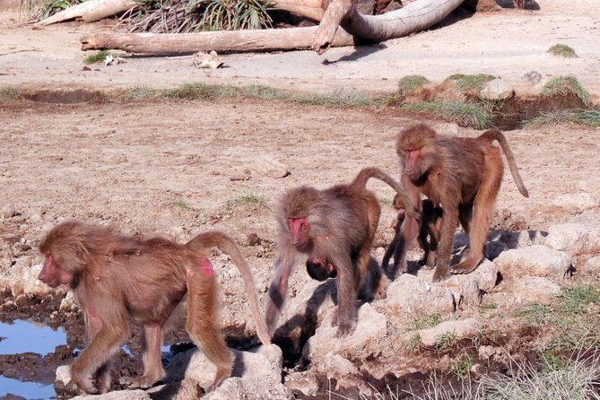 2 Days Wildlife Safari to Awash National Park - What the Tour Includes and What It Doesnt