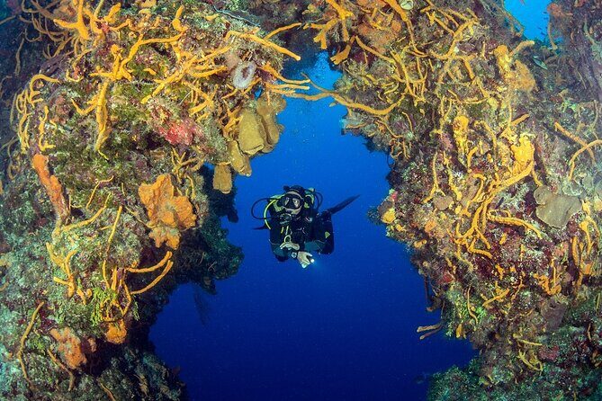 2 dives in Cozumel (for certified divers only) - What to Expect During the Dives