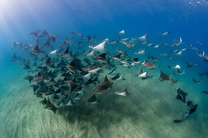 2 Dives in the Cabo Marine Park - Who Will Love This Tour?