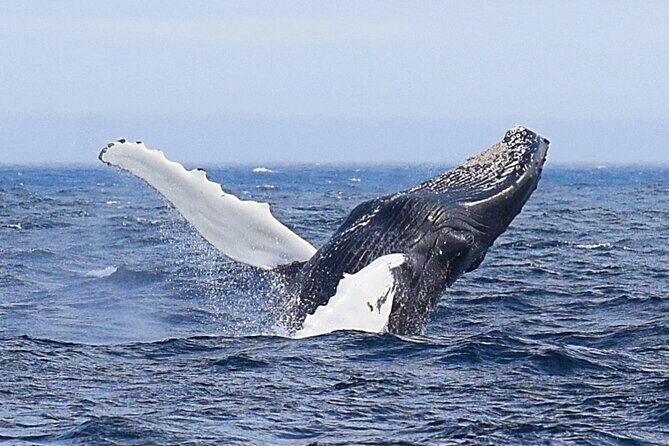 2 Hour Award-Winning Whale and Seabird Boat Tour from St. John's - The Experience: What You’ll Really Get