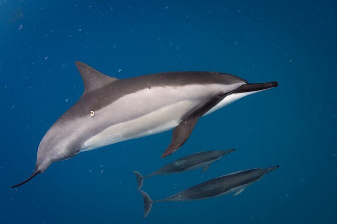 2-Hour Dolphin Watching and Double Reef with Snorkel in Hawaii - Why This Tour Works Well for Travelers
