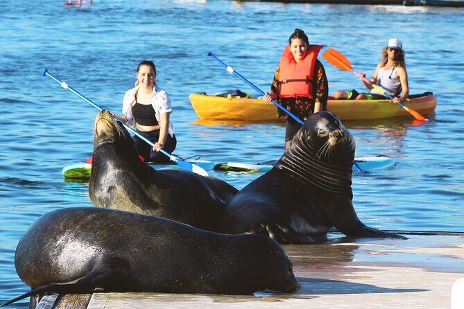 2-Hour Kayak or Paddleboard with Sea Lions in Marina del Rey - What Makes This Tour Special?