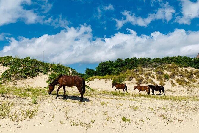 2-hour Outer Banks Wild Horse Tour by 4WD Truck - Authentic Experiences from Other Travelers