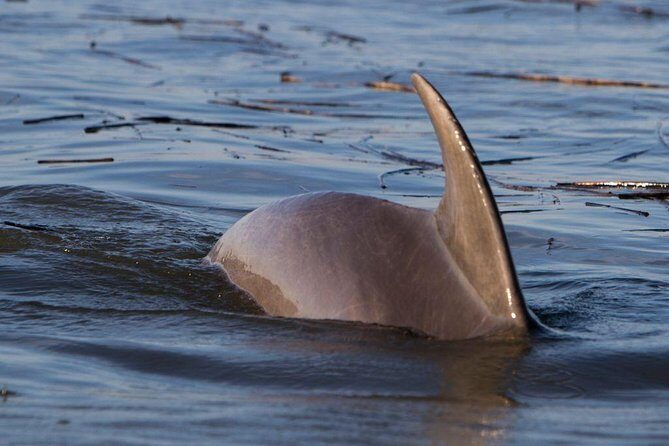 2-Hour Private Hilton Head Dolphin Watching Cruise - What Makes This Private Dolphin Cruise Special?
