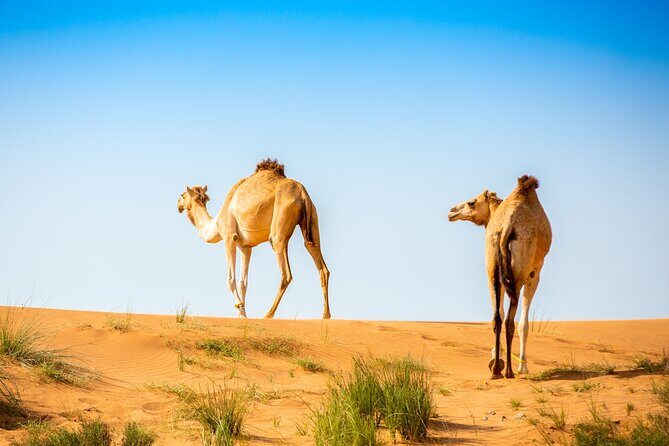 2-Hour Quad Biking Guided Tour in the Desert of Ras al Khaimah - Authentic Feedback from Travelers