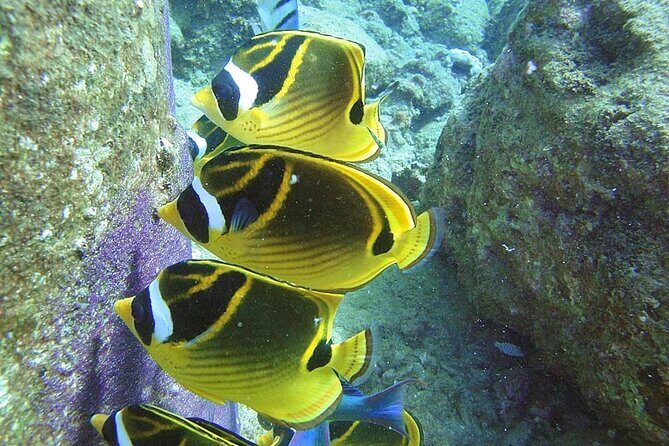 2-Hour Snorkeling Adventure in Kauai - Key Points