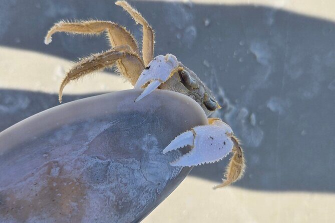 2 Hour Snorkeling and Dolphin Tour