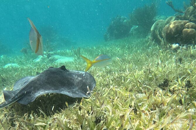 2 hour snorkeling in Arrecife de Puerto Morelos - Final Thoughts: Is It Worth It?