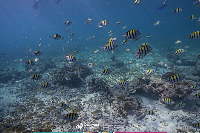 2-Hour Snorkeling Paradise Reef in Cancún Underwater Museum - Authentic Experiences and Traveler Feedback