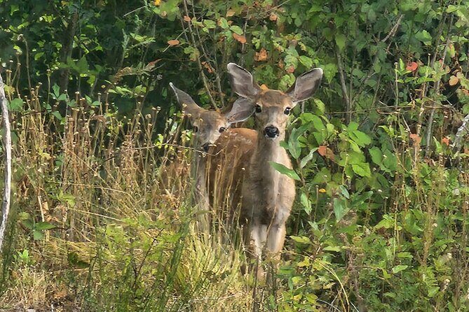 2-Hour Wildlife & Nature River Cruise on the Beautiful Willamette - Detailed Breakdown of the Itinerary
