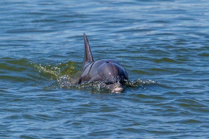 2 Hours Dolphin Eco Tour - Value and Booking