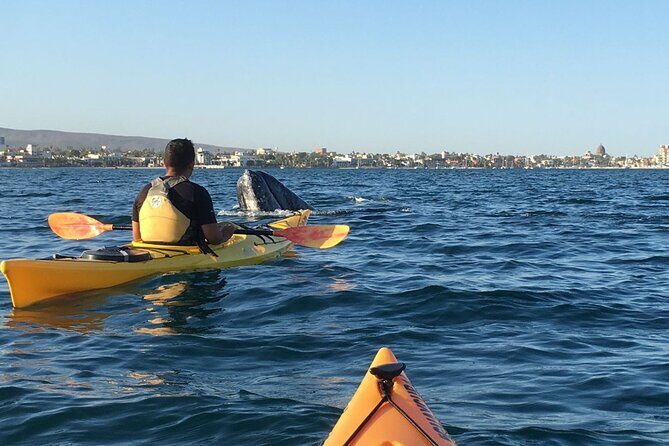 2 Hours of Kayak Safari in Bahía de La Paz - Who Should Consider This Tour?