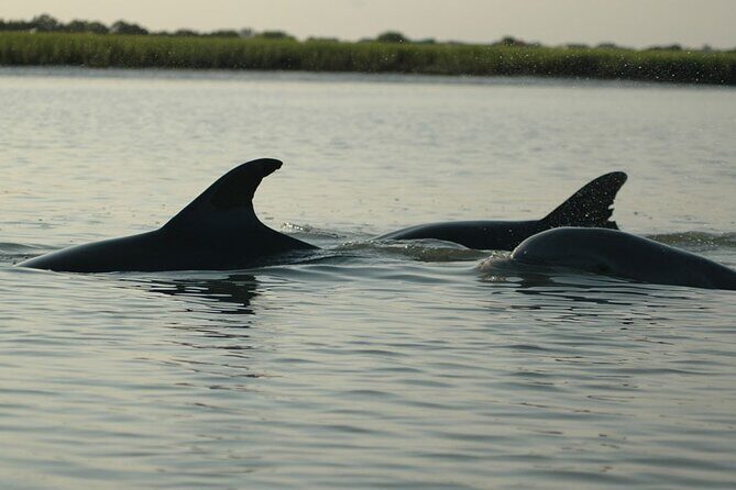 2 Hours Shem Creek Safari Kayak Tour - Equipment and Safety: What’s Included