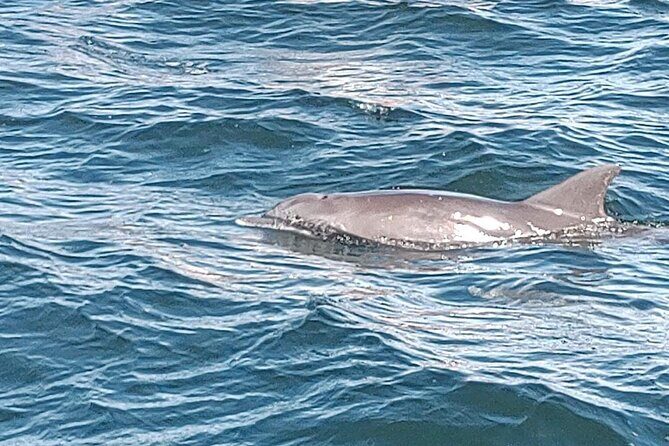 2 Hours Swim with the Dolphins in Panama City - Authentic Experiences & Authentic Encounters