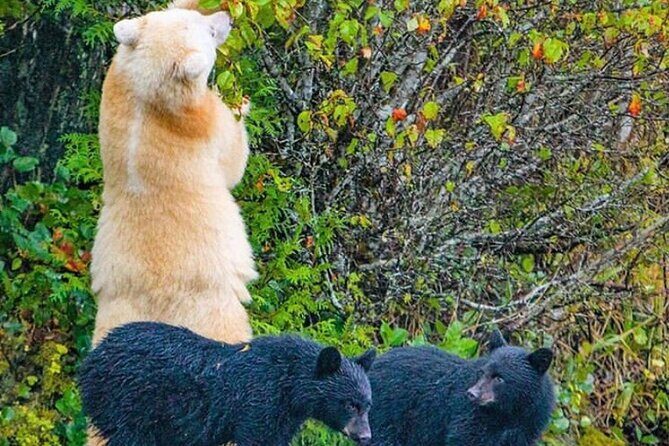 2 hr Private Custom Tour of Ketchikan (4 people) Wildlife + More - What Travelers Say