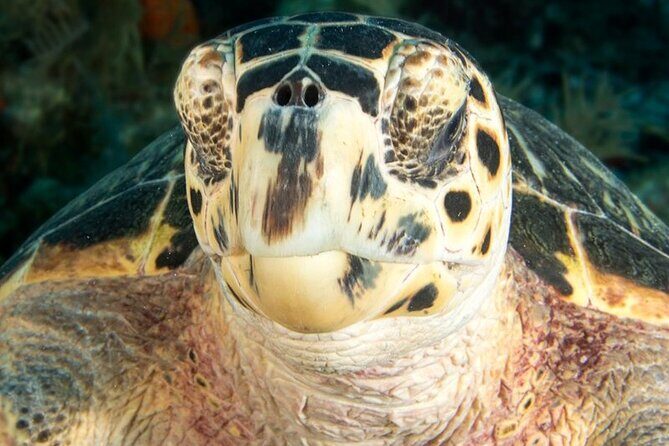 2 Location Snorkel Tour - Gear Included, 65 minutes per location - The Two Reef Locations: Highlights and Considerations