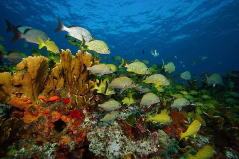 2 Ocean Dives: MUSA Underwater Museum and Manchones Reef - Detailed Breakdown of the Experience