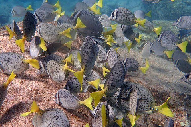 2 Tank Combo Cabo Reserve & Corridor, certified divers with MANTA - What to Expect on the Tour
