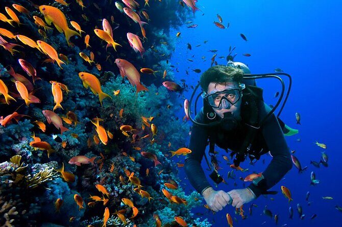 2 Tank Dive in Cozumel - Authentic Insights from Traveler Reviews