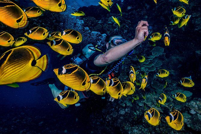 2 Tank Lanai Cathedral Scuba Dive Via Boat for Certified Divers - What the Reviews Say