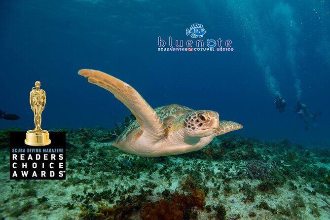 2 Tank Morning Dive: Scuba Diving in Cozumel - The Itinerary: What You Can Expect