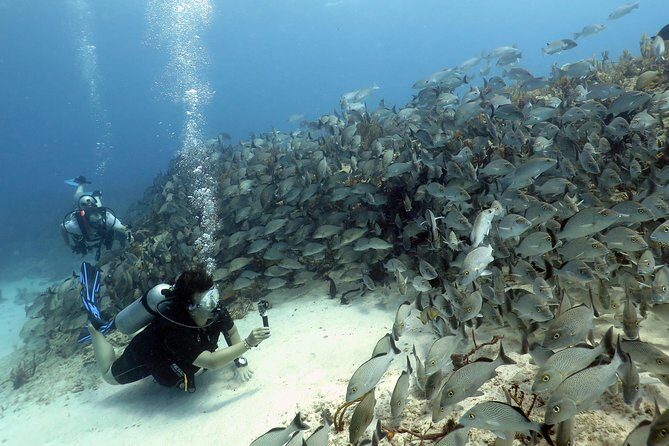 2-Tank Morning or Afternoon Dives in Playa del Carmen certified Divers Only - Who Will Love This Tour?