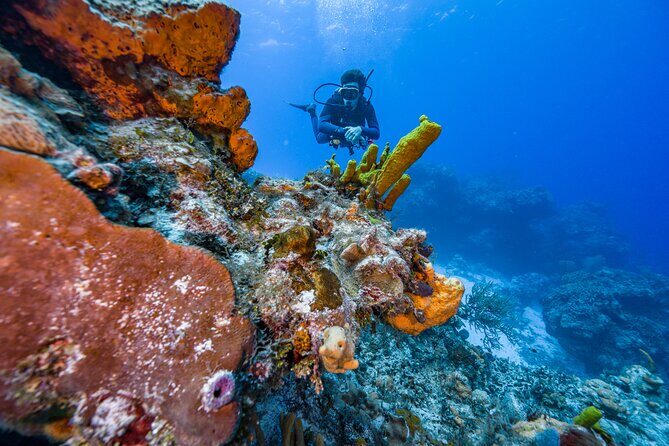 2 Tanks dives for Certified Divers in Cozumel - Authentic Marine Encounters and Why They Matter