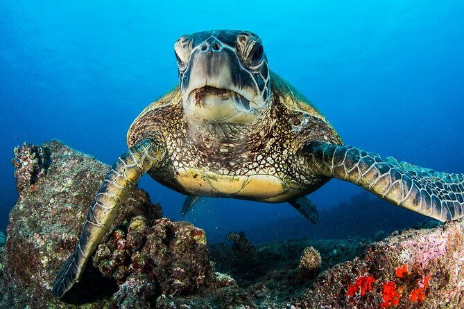 2 Tanks Scuba Dive Kaua'i from a Boat - The Itinerary: What to Expect on Your Kauai Scuba Adventure
